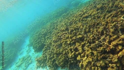 underwater world view of grave yard of massive dead giant hard corals covered by Coralline algae environmental pollution in muddy low visibility ocean water  in Dongji Tong-kiat sū Penghue Taiwan