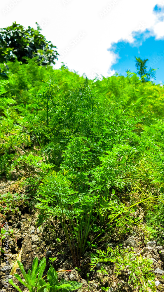 green carrot bushes. organic agricultural field plantation in highland hill. carrots leaves in the ground with horizon and blue sky background. homesteading in rural countryside.