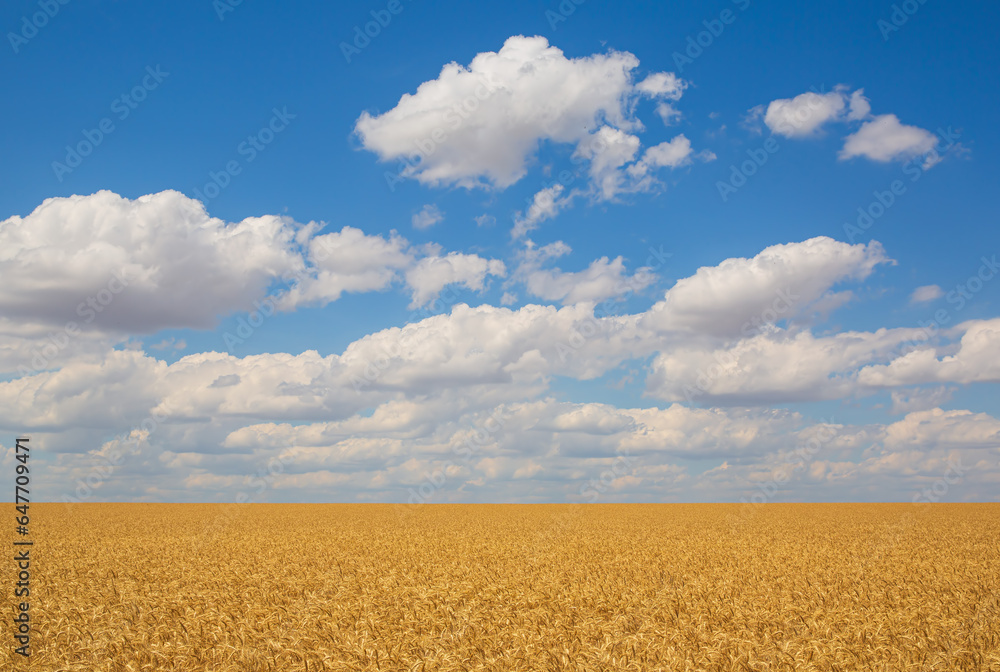 yellow wheat field under blue sky yellow wheat field under blue sky