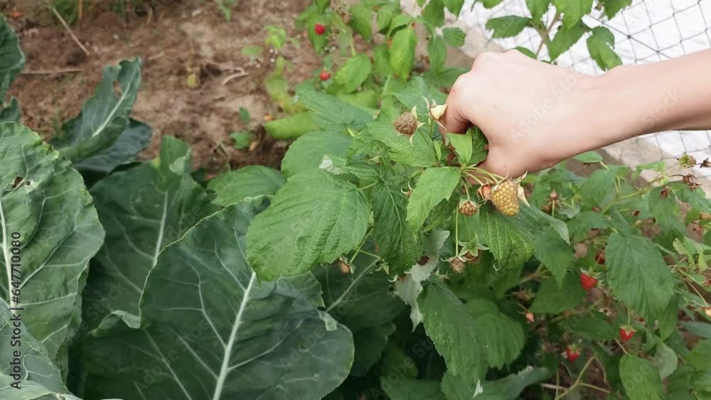 Child boy picking fresh organic raspberries in the garden. Hand collecting red berries. Child boy picking fresh organic raspberries in the garden. Hand collecting red berries.