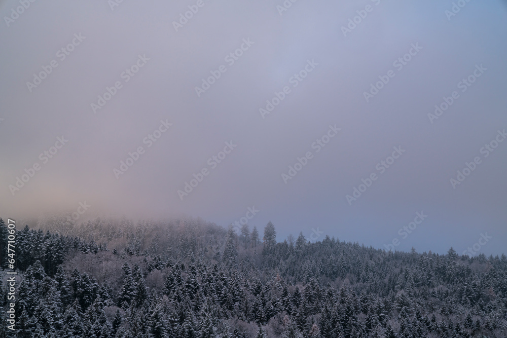 Germany, Schwarzwald beautiful nature landscape snowy trees panorama aerial view above tree tops near freiburg im breisgau