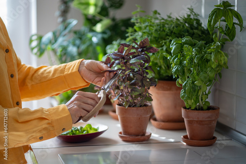 Fotografie Hands with vintage wooden scissors cut leaves of organic basil growing in clay pot on kitchen table for cooking in sunlight