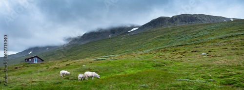 sheep and hut in hallingskarvet national park of norway photo