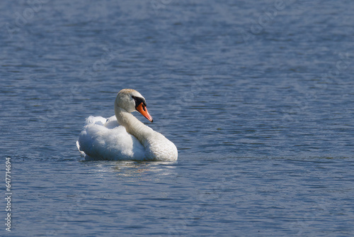 Mute Swan (2023)