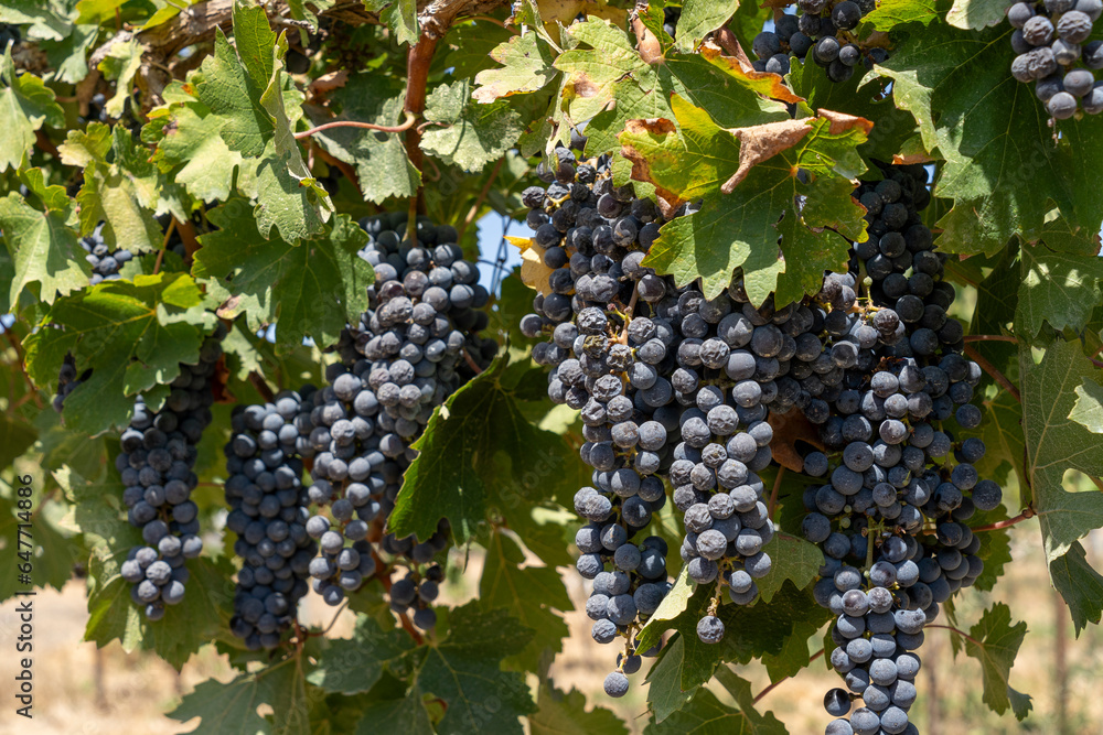 Cabernet Sauvignon vineyard, Purple grapes