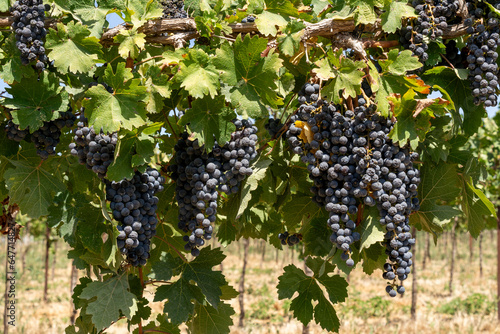 Cabernet Sauvignon vineyard, Purple grapes