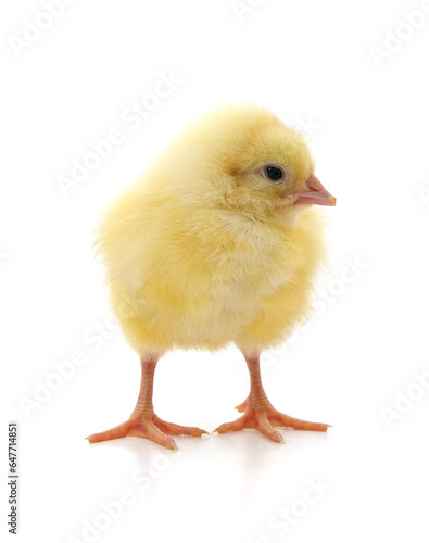 Small yellow chicken.