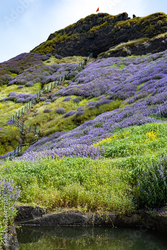 Karvi bloom (Strobilanthes callosa) at Ratangad fort in Sahyadra (Western ghats of India), Maharashtra photo