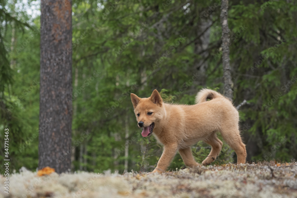 Cute Finnish Spitz puppy in the forest