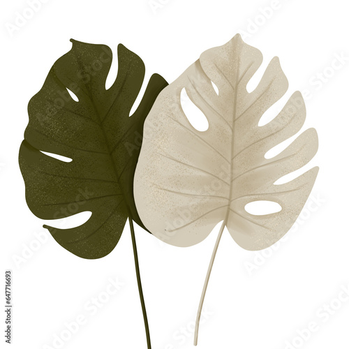 leaf isolated on white background