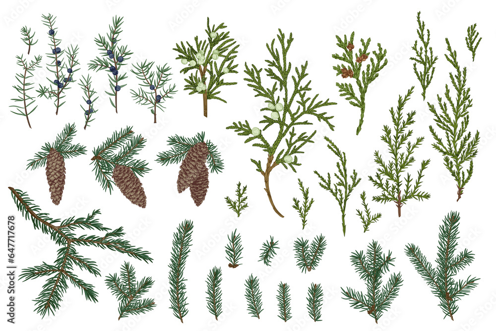 A set of drawn branches and cones of spruce and juniper. Christmas evergreens. Winter vintage botany. Colorful. - obrazy, fototapety, plakaty 