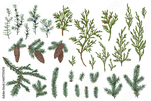 A set of drawn branches and cones of spruce and juniper. Christmas evergreens. Winter vintage botany. Colorful.
