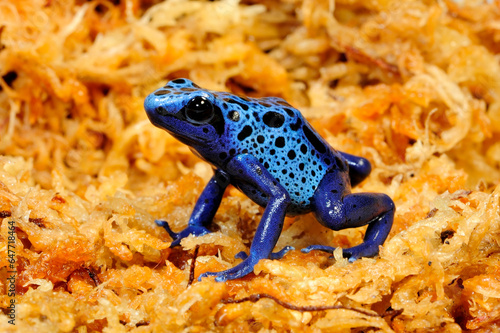 Blue poison dart frog // Blauer Pfeilgiftfrosch (Dendrobates tinctorius azureus) photo