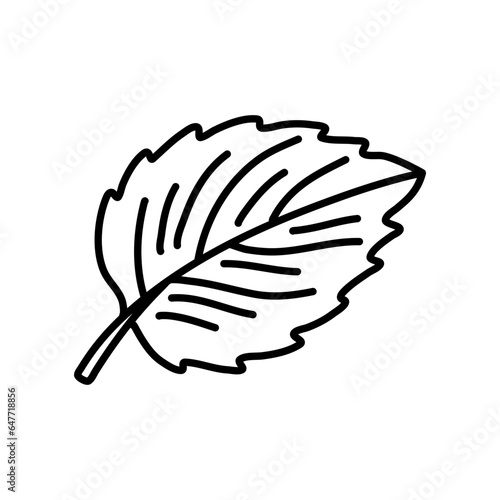 Hand drawn illustrations of mint leaves isolated on white background