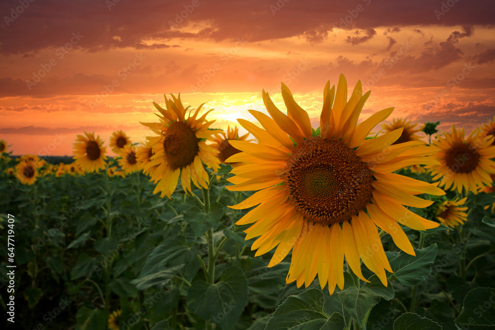 sunflowers agains sunset sky