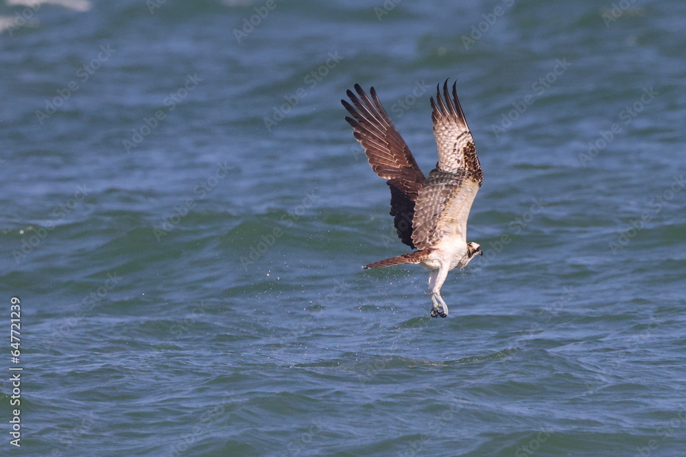 Osprey inflight hunting prey at ocean. 