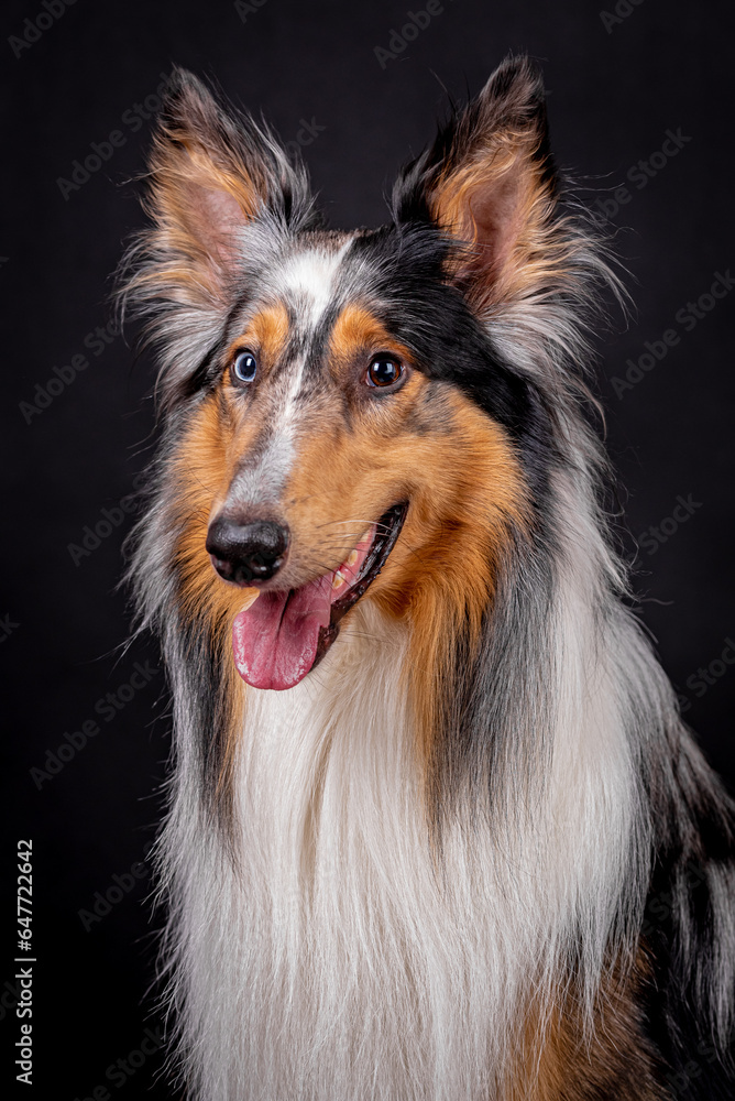 portrait of the Rough Collie Dog (scottish shepherd) portrait of the Rough Collie Dog (scottish shepherd)