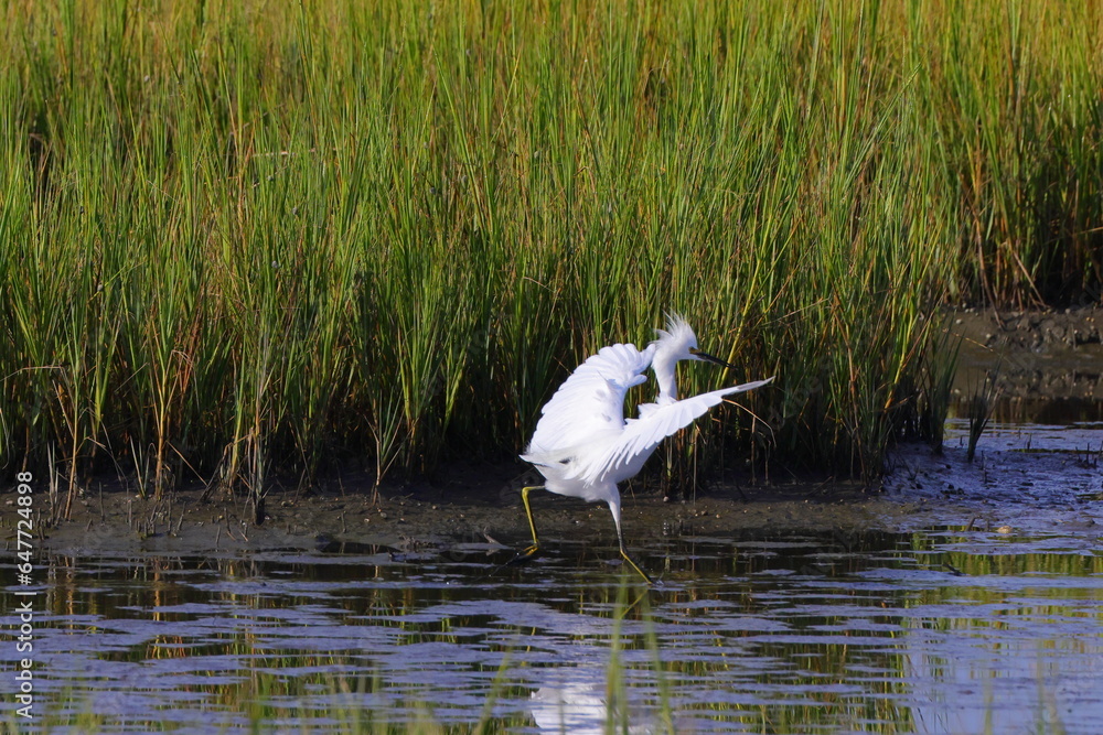 Fototapeta premium White egret in habitat stalking prey in saltwater marsh. 