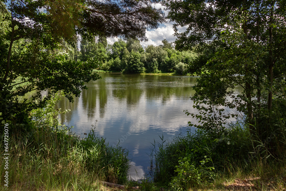 Fototapeta premium lake in the forest