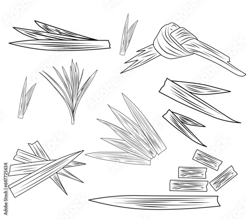 various kinds of pandan leaves with a transparent background