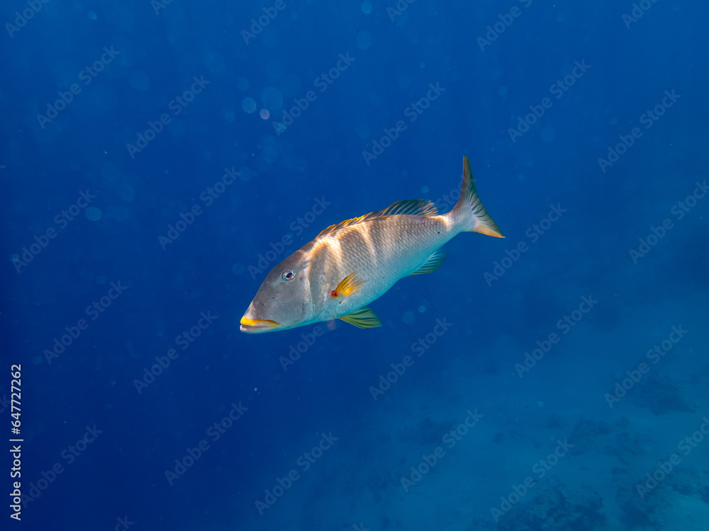Trumpet emperor in the coral reef of the Red Sea Trumpet emperor in the coral reef of the Red Sea