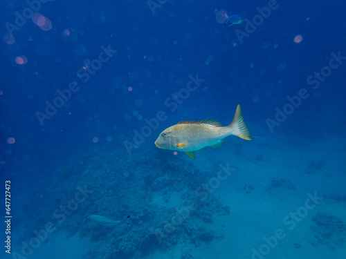 Trumpet emperor in the coral reef of the Red Sea