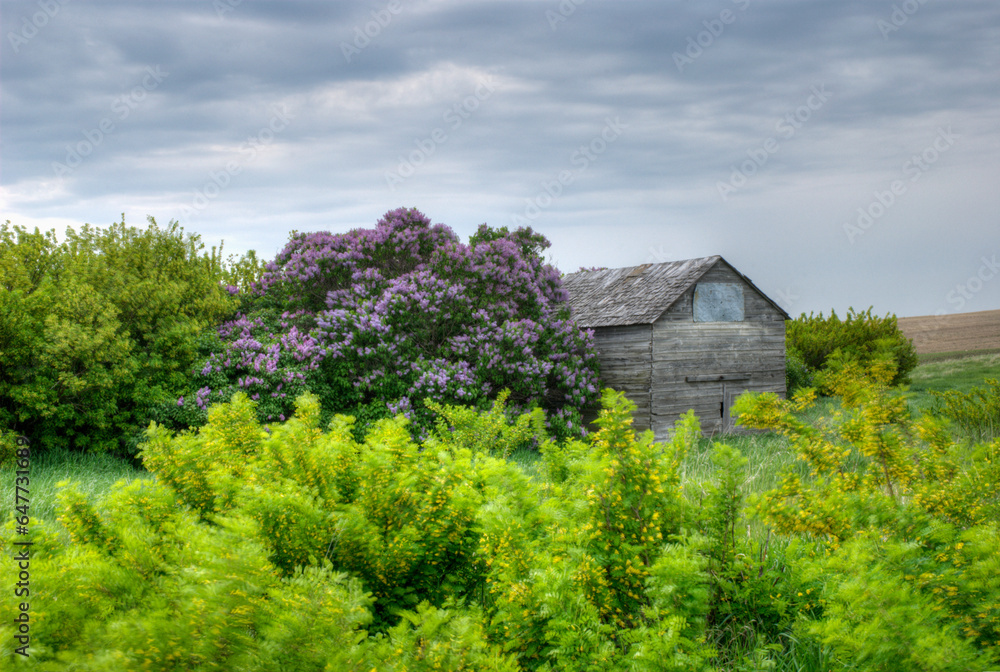 Flowering Bush And And Old Wooden Building; Saskatchewan, Canada Flowering Bush And And Old Wooden Building; Saskatchewan, Canada