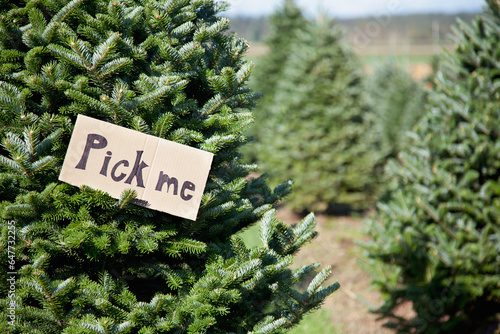 Christmas Tree At Christmas Tree Farm Says 'Pick Me'; Everson, Washington, United States of America photo