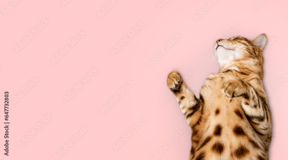 Obraz premium Bengal cat sleeps on a pink background.