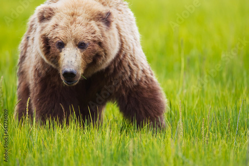 Brown bear up close at lake clarke national park; Alaska united states of america photo