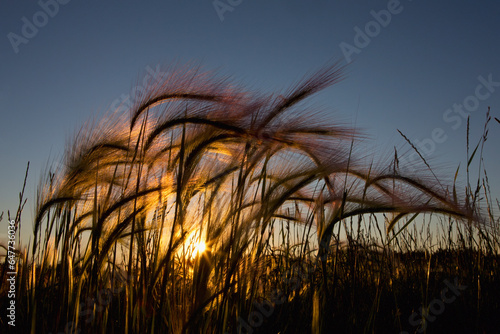 Grass with sun shining through; Edmonton alberta canada photo