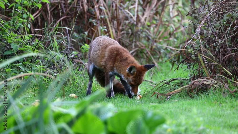 A Red fox (Vulpes vulpes) eats windfall pears in a garden in Sussex, England, UK A Red fox (Vulpes vulpes) eats windfall pears in a garden in Sussex, England, UK