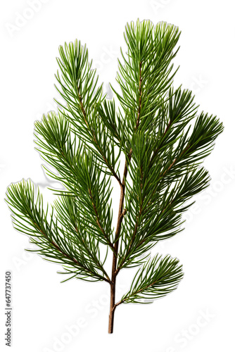 Christmas spruce tree green branch