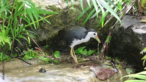 A White-Breasted Waterhen (Amaurornis phoenicurus) forages for food and finds worms to eat, Singapore photo