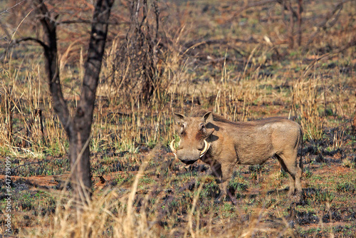 Single warthog