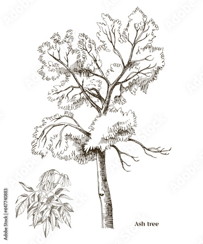 Ash tree and ash branch vector illustration