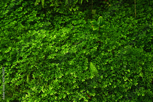 Green bushes for the background