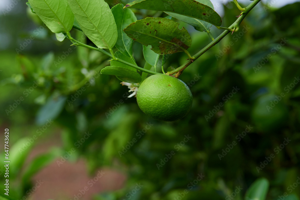 Fresh lime on tree branch
