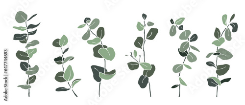 Set of eucalyptus branches. Vector graphics.