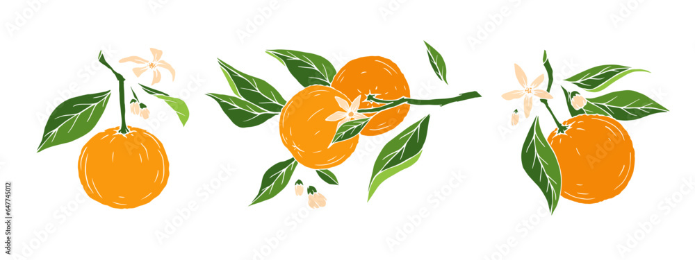 Set of branches of blossoming orange with fruits.Vector graphics. Set of branches of blossoming orange with fruits.Vector graphics.