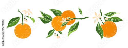 Set of branches of blossoming orange with fruits.Vector graphics.