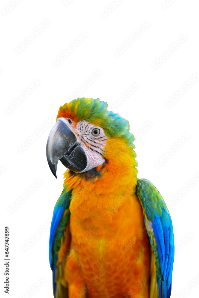 blue and yellow macaw ara ararauna blue and yellow macaw ara ararauna