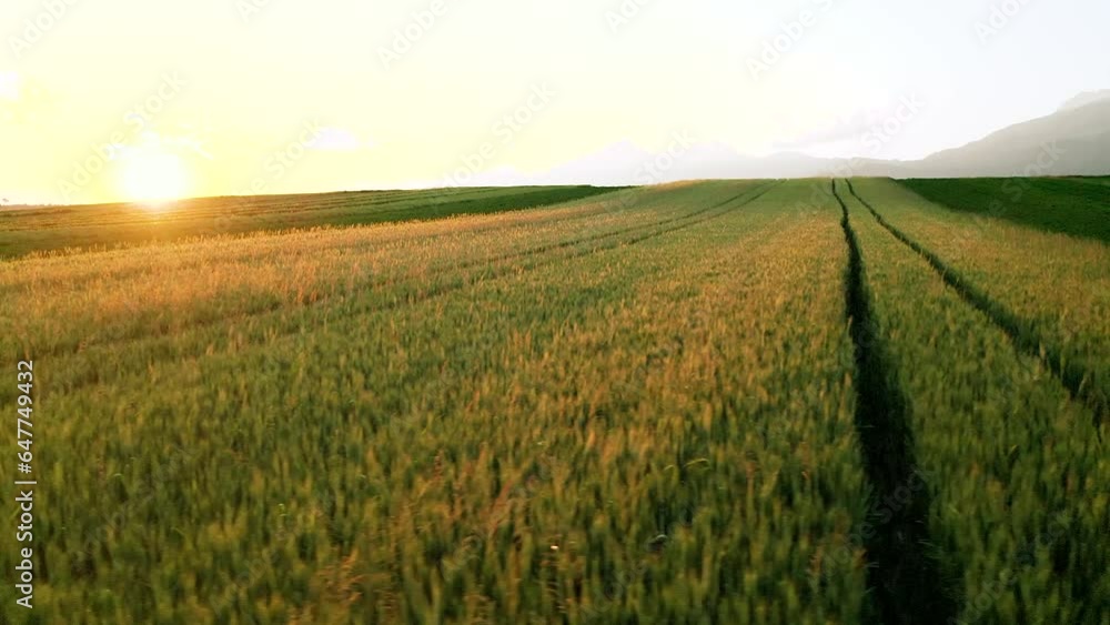 Aerial Orbit Around Shot Of Grain, Wheat Fields, With Tractor Trails, Tracks Leading Up Hill Surrounded With Green Farm Plants Field. Beautiful Sunset With Mountains, Warm Sky in Background. Aerial Orbit Around Shot Of Grain, Wheat Fields, With Tractor Trails, Tracks Leading Up Hill Surrounded With Green Farm Plants Field. Beautiful Sunset With Mountains, Warm Sky in Background.