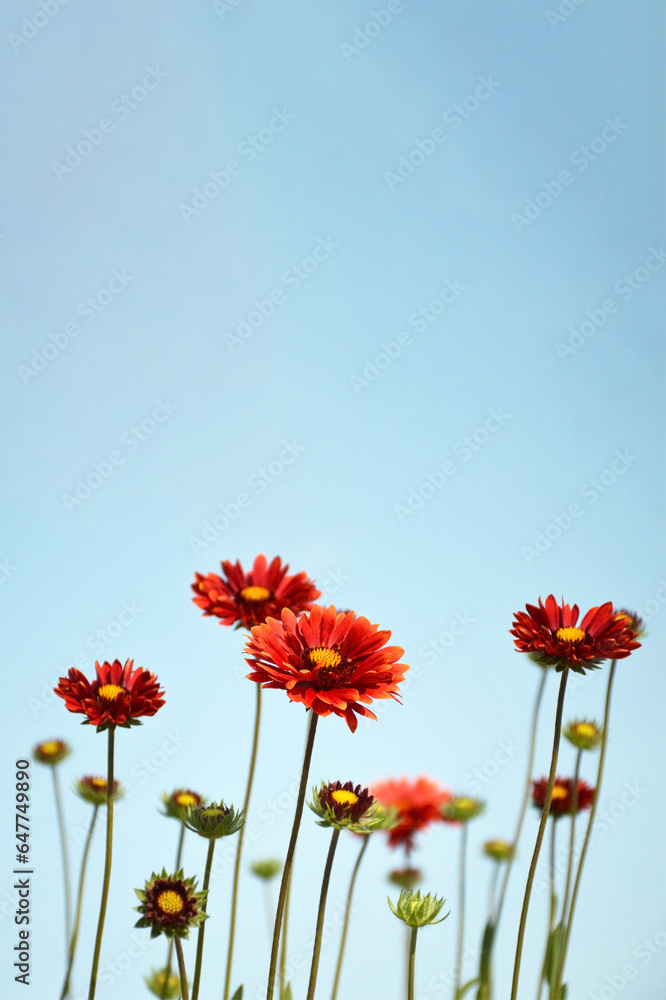 Mothers Day card with Gaillardia burgundy (Blanket flowers) on blue background with copy space. Mothers Day card with Gaillardia burgundy (Blanket flowers) on blue background with copy space.