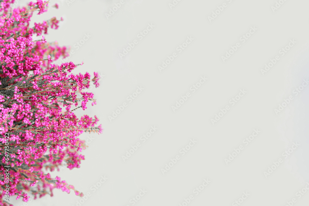 Erica flowers background with copy space