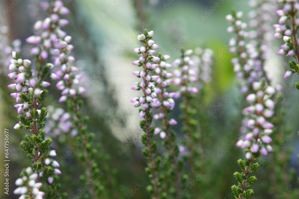 Obraz premium Calluna or Heather flowers background