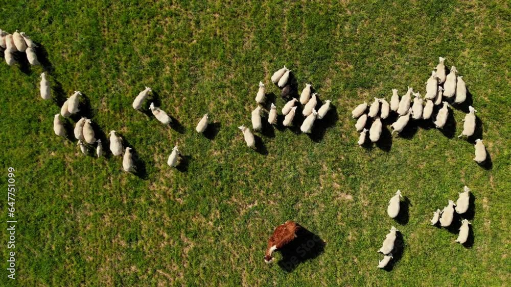 Aerial drone view of herd of sheep grazing in a meadow. Herd of sheep ...