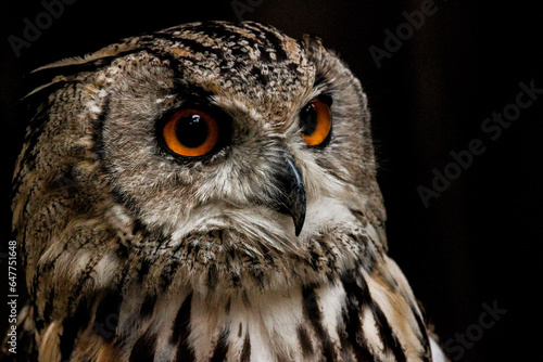 Enigmatic Stare: The Orange-Eyed Owl Contemplates the Infinite