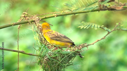 Close-up bird making bird's nest on a tree