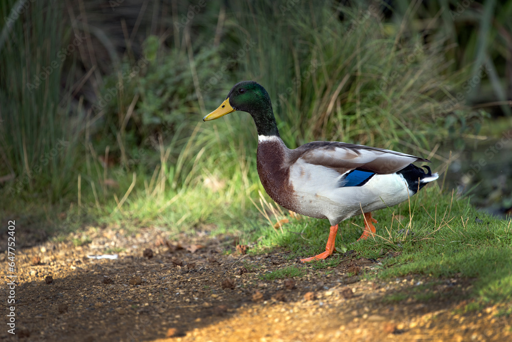 Male Mallard duck with water droplets after exiting pond Male Mallard duck with water droplets after exiting pond